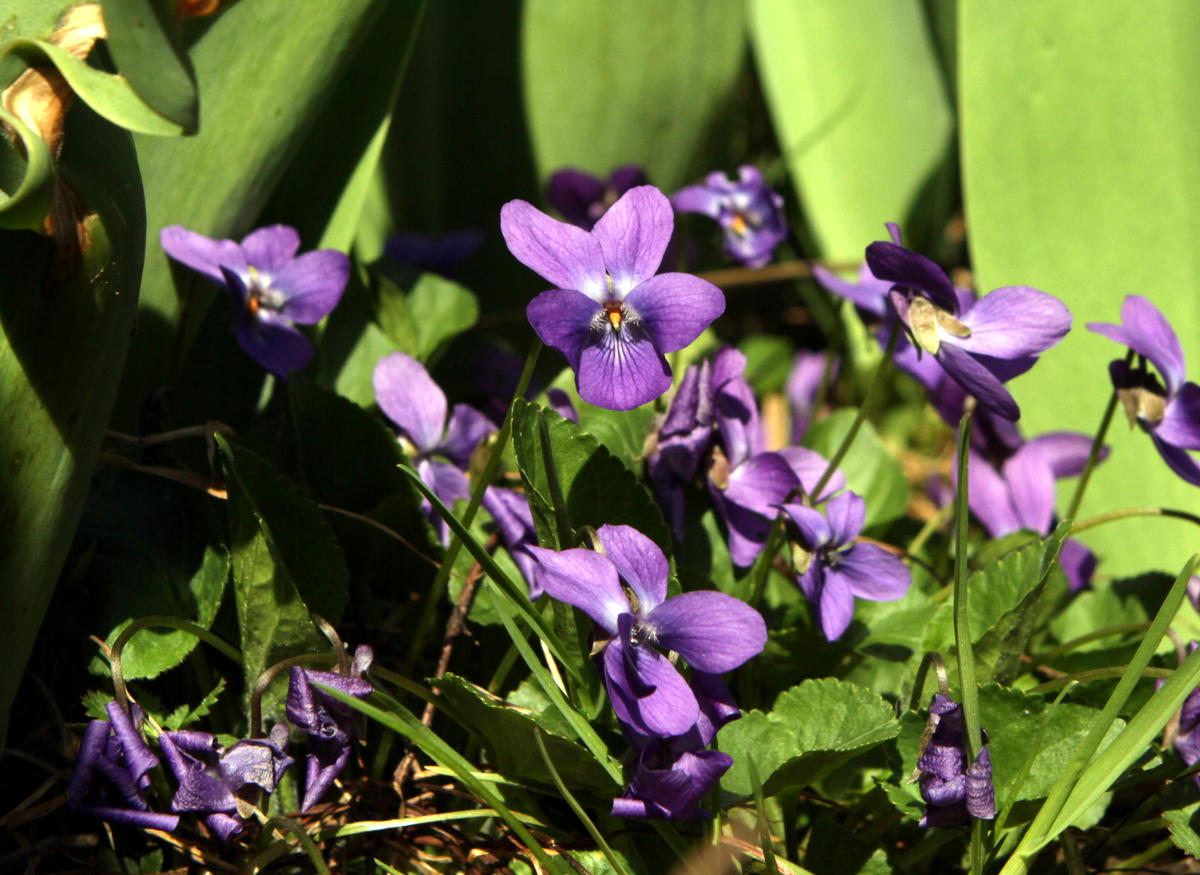 Veilchen, Namensgeber der Farbe Violett und meine liebsten Frühlingsboten