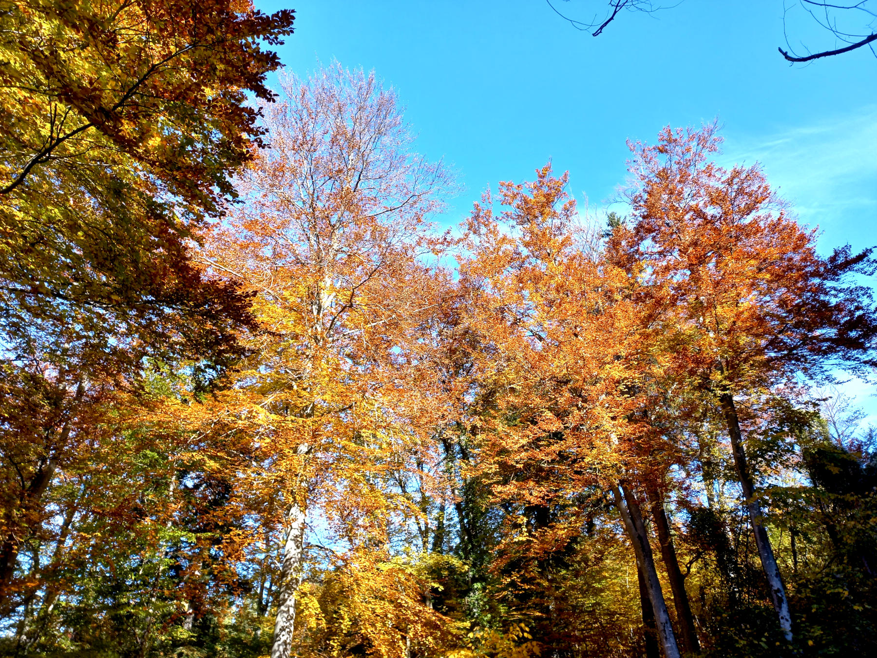 Herbstfarben am Heuberg in Salzburg, auf dem Weg zum Daxlueg