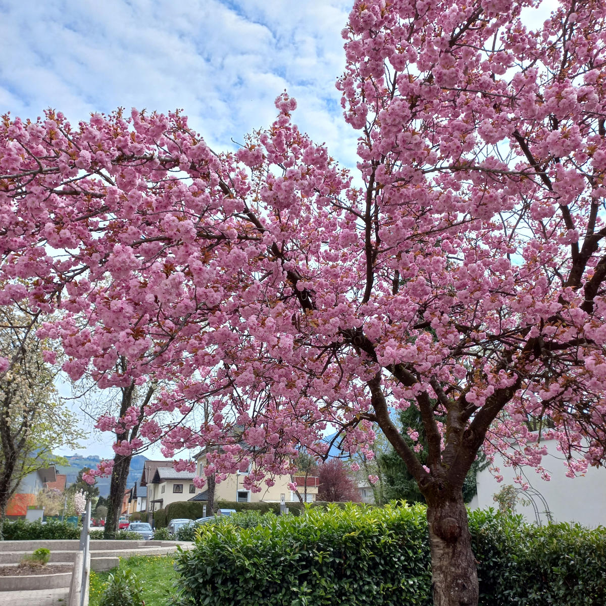 Kirschblüte in Schallmoos