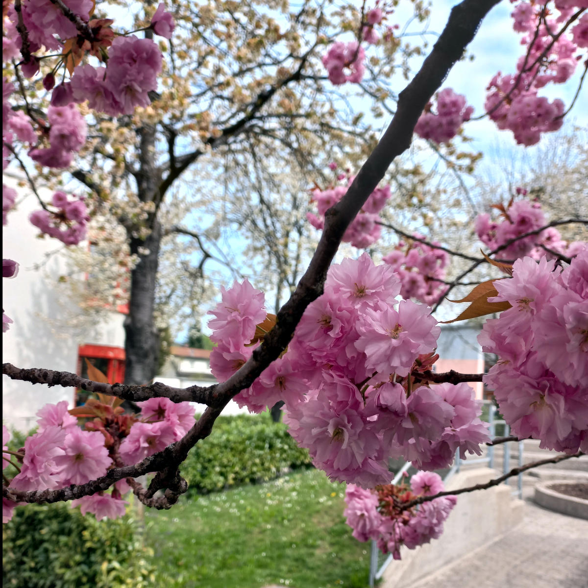 Salzburg Sakura Kirschblüte