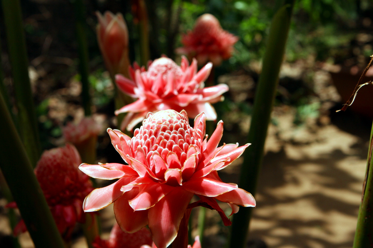 Ingwer Blüte im Mekongdelta