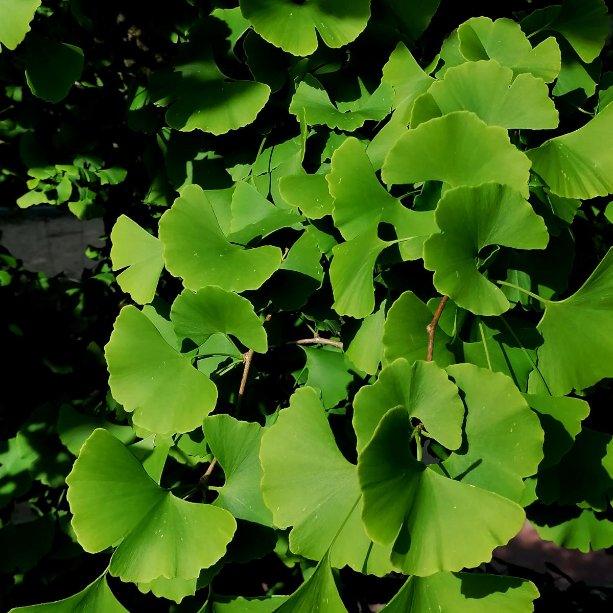 Green Gingko leaves