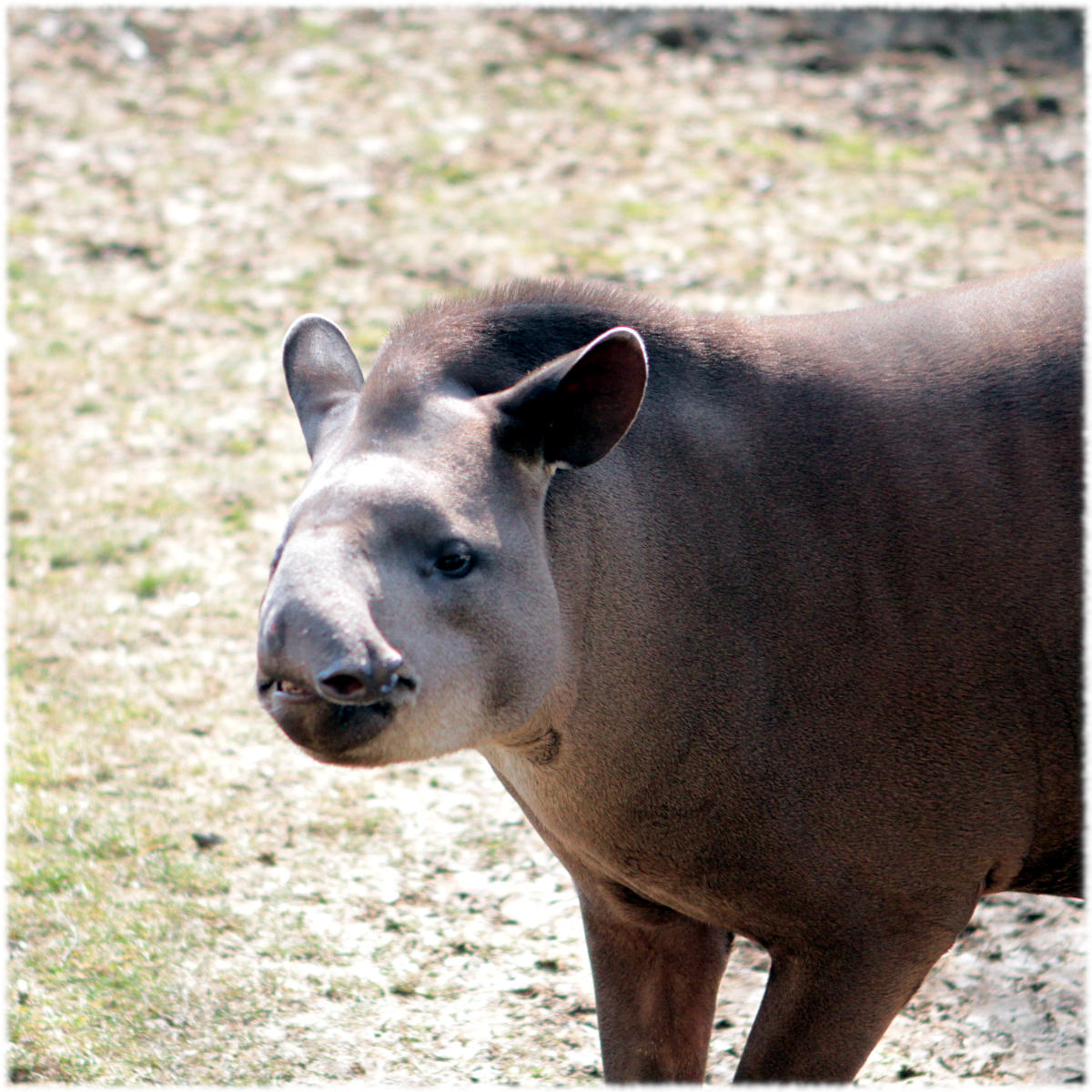 Eleganter Tapir im Zoo Hellbrunn